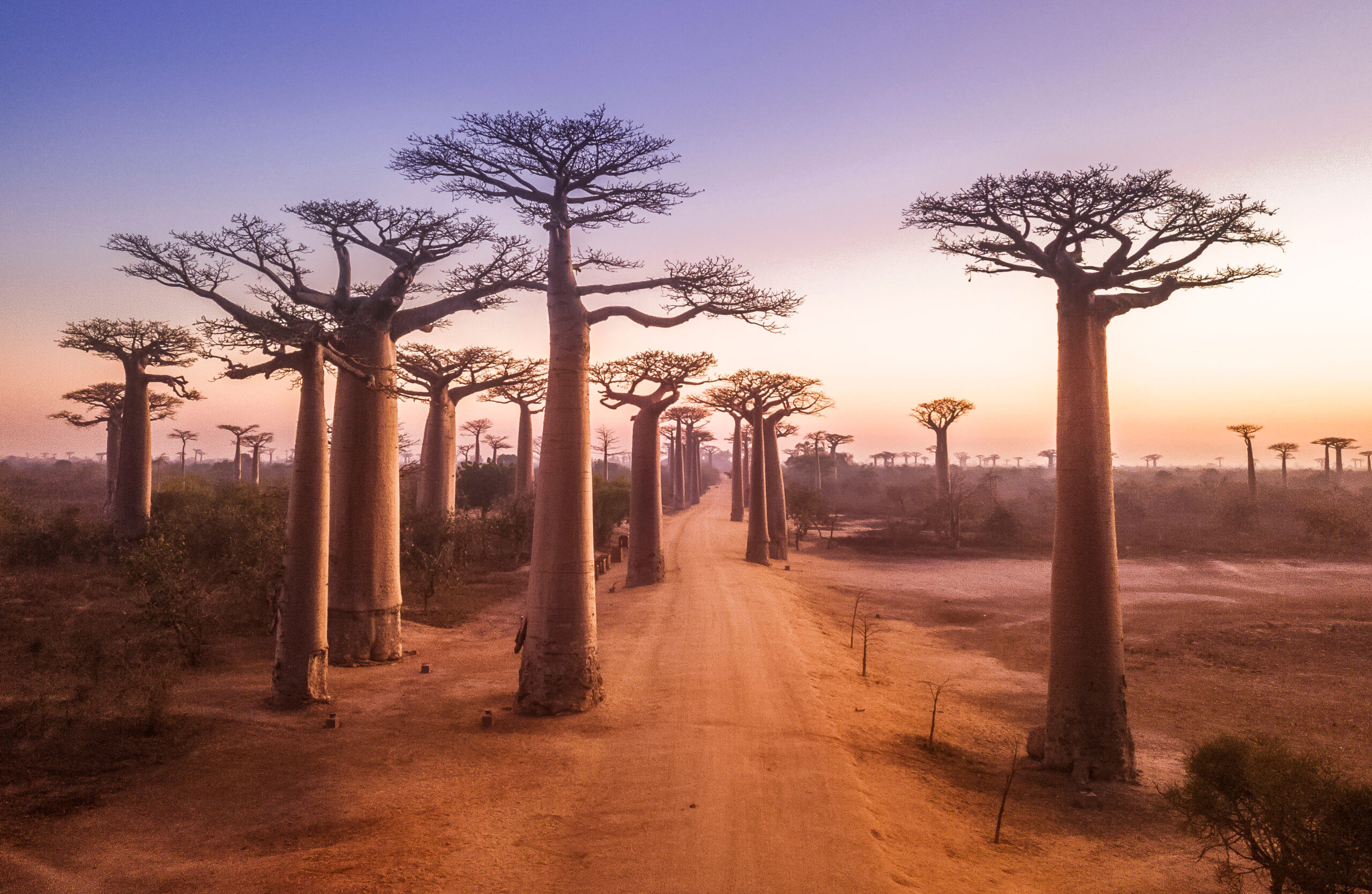 Dragon Blood Tree - Endemic to Socotra Island