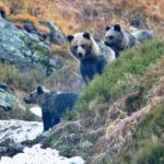 "西塔特拉山觀熊健行之旅 "