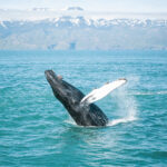 斯科亞爾凡迪灣探險