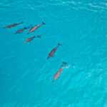 經海豚通道前往沙洲