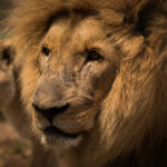 "一小時敞篷車探險之旅 "