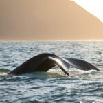 斯科亞爾凡迪灣