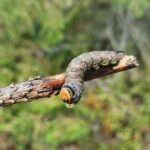 "野生食物、植物與烹飪 "