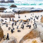 "博爾德斯海灘企鵝聚落 "