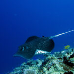 魟魚礁浮潛