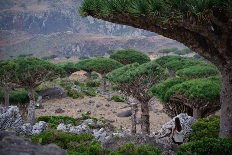 Socotra