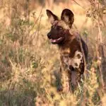 開放式遊獵車觀察區